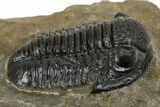 Prone Gerastos Trilobite Fossil - Morocco #345147-2